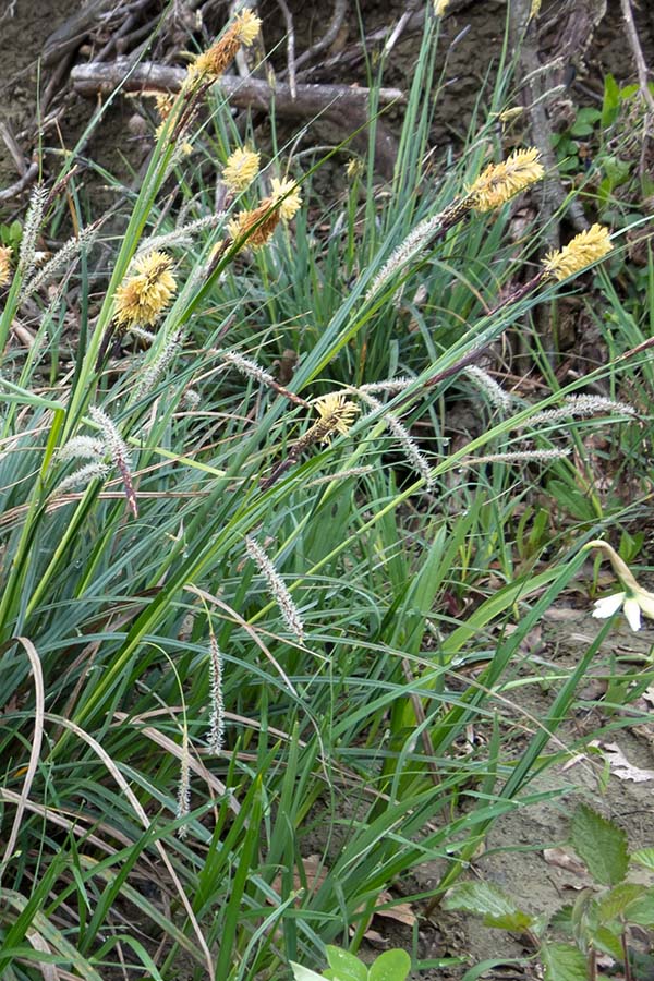 Carex flacca / Carice glauca